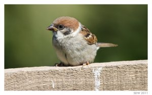 Tree Sparrow