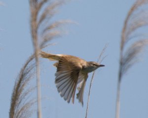 Great Reed Warbler in flight.