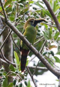 Blue - throated Toucanet