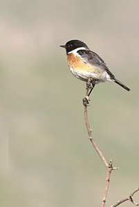 Stonechat