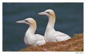 Gannets