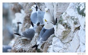 Kittiwakes