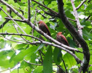 Cinnamon Woodpecker