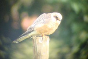 red footed falcon