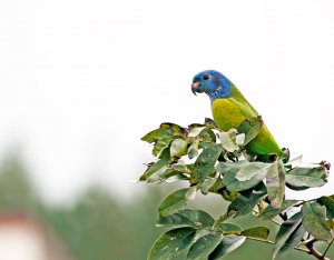 Blue headed Parrot