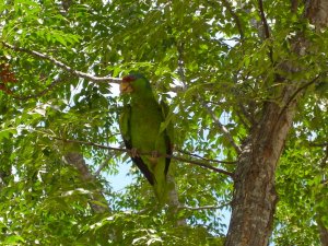 Red Crowned Parrot