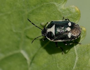 Brassica Bug - Eurydema oleracea