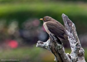 White-throated Robin