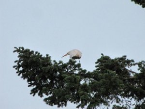 Great Egret