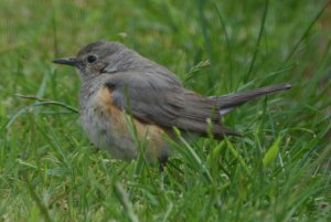 White-throated Robin