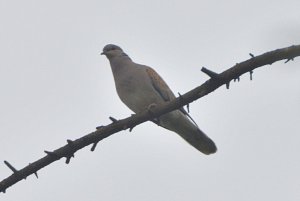 Turtle Dove