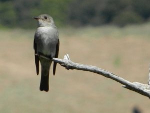 Could this be an Olive-Sided Flycatcher?