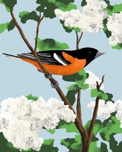 Baltimore Oriole