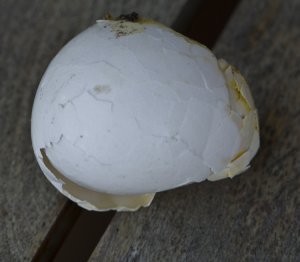 Egg