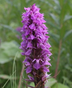 Southern Marsh Orchid