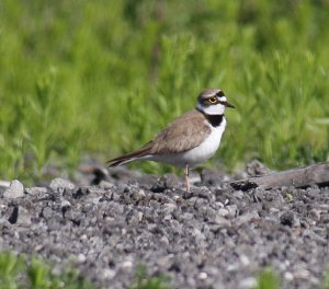 Little Ringed Plover