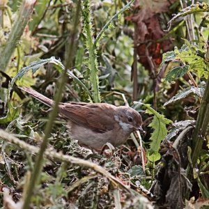 Juv Whitethroat