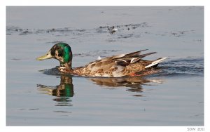 Male Mallard