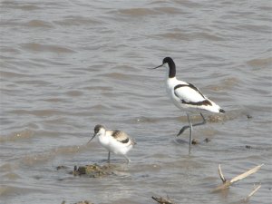 Avocet (Parent and chick (1 of 3))