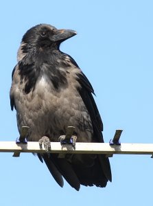 Hooded Crow