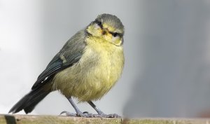 Young Bluetit chick