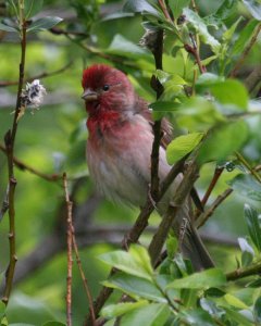 Common Rose Finch