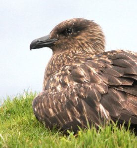Bonxie Up Close and Personal