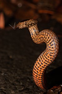 Golden-crowned Snake