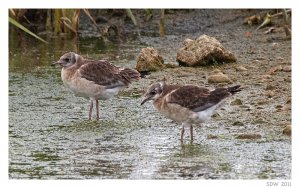 Young Black headed gulls