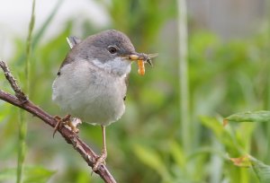 Male Whitethroat- being very ,very busy.