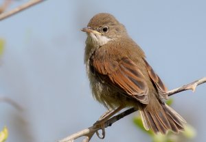 Juvenile  Whitethroat