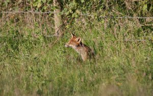 Fox Cub