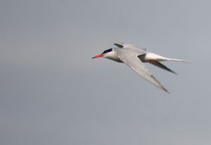 Common Tern