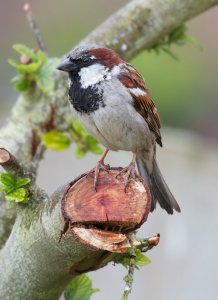 House Sparrow