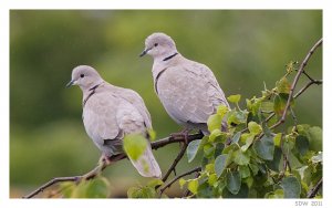 Collared Doves