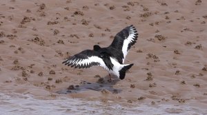 Oystercatcher and the sand worms!!!(rear view)