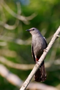 Gray Catbird