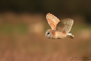 Barn Owl