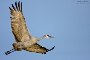 Sandhill Crane