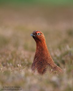 Red Grouse