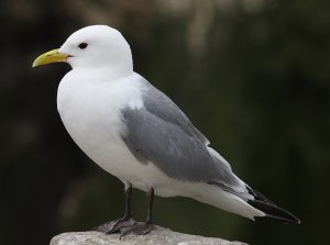 Kittiwake