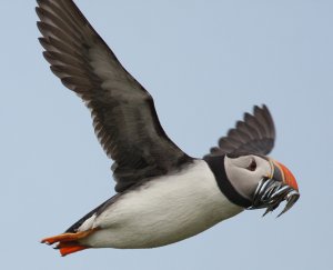 Puffin