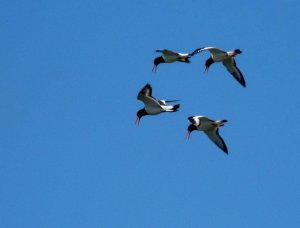 Oystercatchers formation flying