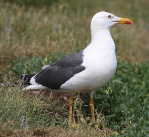 Lesser black backed Gull