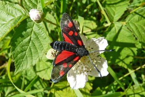 5 Spot Burnet Moth