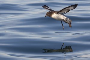 Cape Petrel (Cape Pigeon)