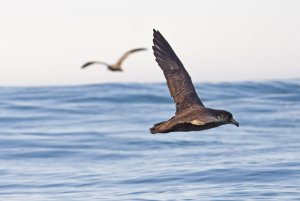 Flesh-footed Shearwater