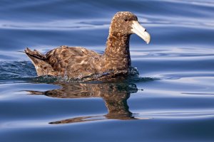 Northern Giant Petrel (Nelly)