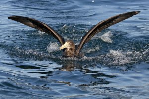 Northern Giant Petrel