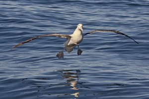 Wandering Albatross